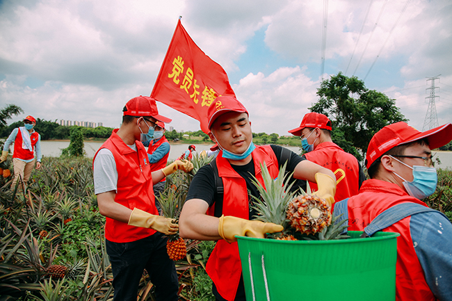 黨員助農(nóng)增收  “承包”鳳梨1000斤.jpg